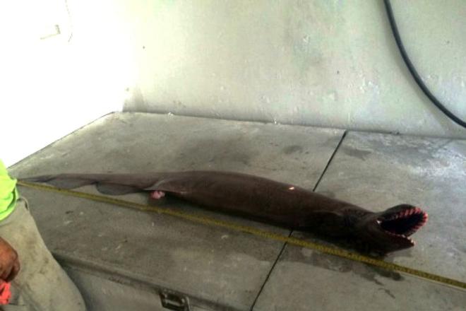 The frilled shark found near Lakes Entrance was two metres long, but the species can grow up to five metres long - Rare and terrifying frilled shark catch in Victorian waters  © SEFTIA